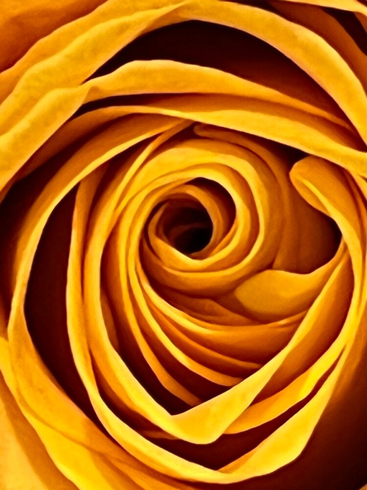 Orange Rose Vortex by lobo517