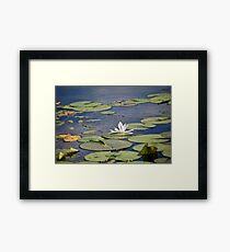 Peace Framed Print