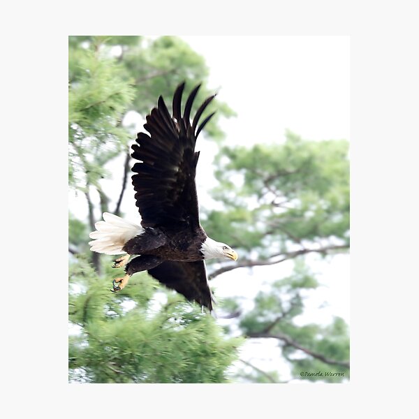 Sky Majesty Photographic Print
