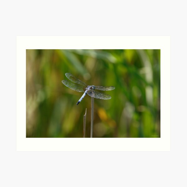 Glistening Dragonfly Art Print