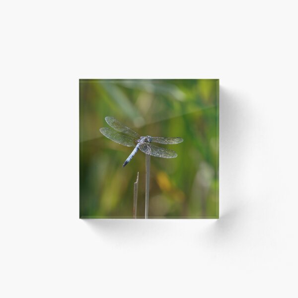 Glistening Dragonfly Acrylic Block