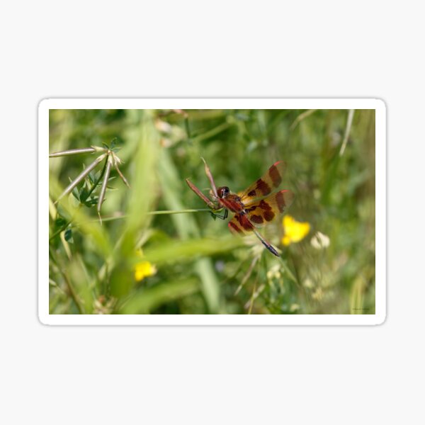 Flying Red and Gold Sticker