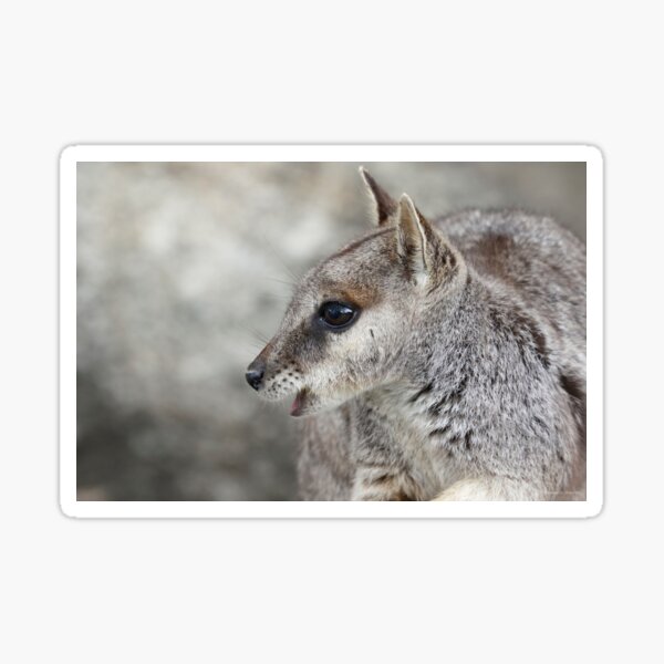 Curious Wallaby Sticker