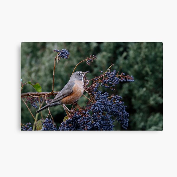 A Robin's Feast Canvas Print