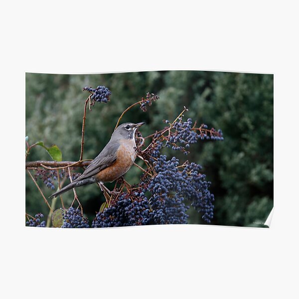 A Robin's Feast Poster