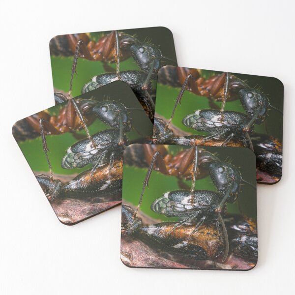 Item preview, Ant Farming Treehoppers designed and sold by AronsTinySafari.