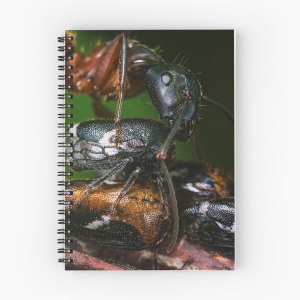 Item preview, Ant Farming Treehoppers designed and sold by AronsTinySafari.