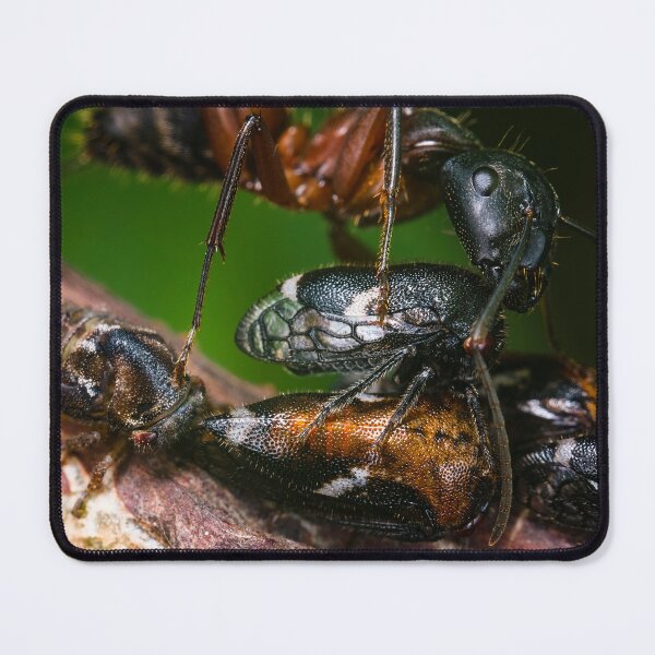 Item preview, Ant Farming Treehoppers designed and sold by AronsTinySafari.