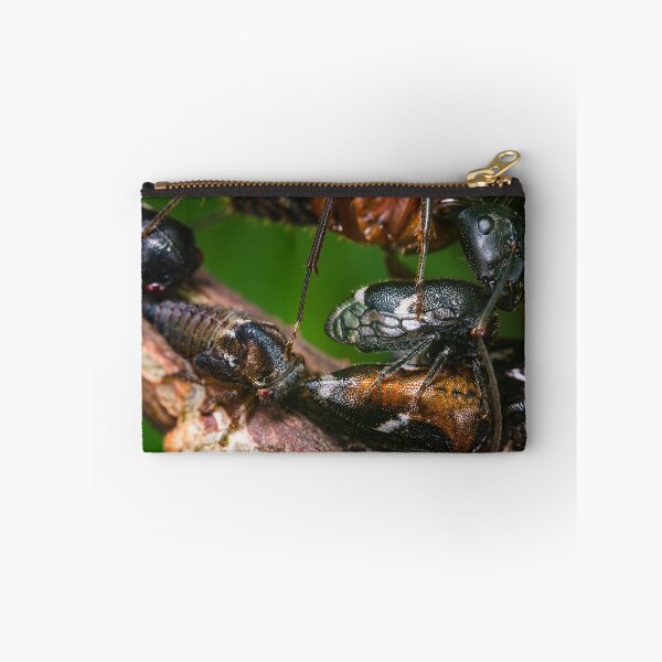 Item preview, Ant Farming Treehoppers designed and sold by AronsTinySafari.