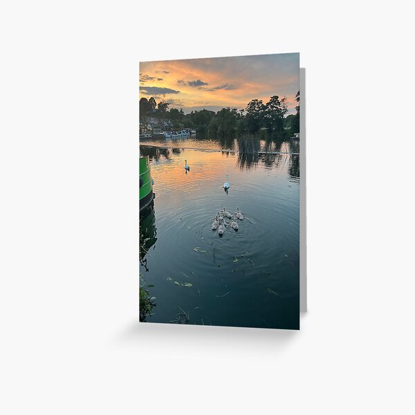 Swan Family going down the river Greeting Card