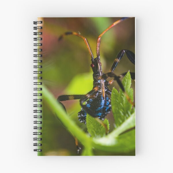 Item preview, Blue Leaf Footed Bug Nymph - Acanthocephala Terminalis designed and sold by AronsTinySafari.