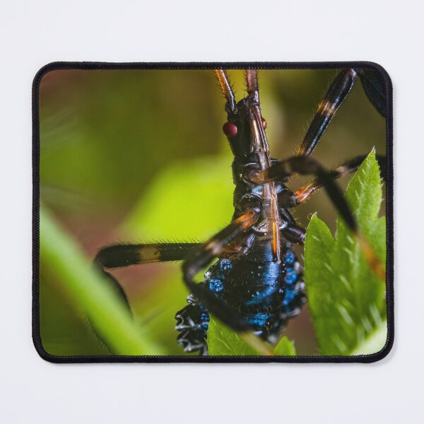 Item preview, Blue Leaf Footed Bug Nymph - Acanthocephala Terminalis designed and sold by AronsTinySafari.