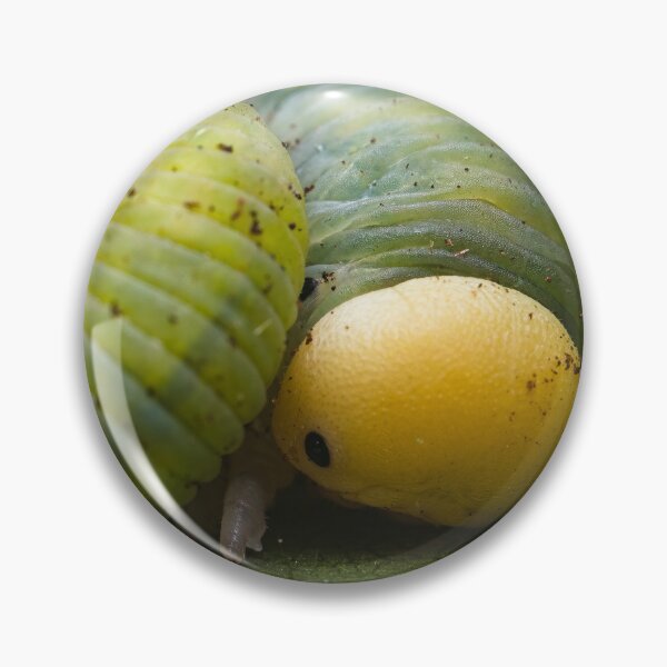 Item preview, Tawny Prominent Caterpillar designed and sold by AronsTinySafari.