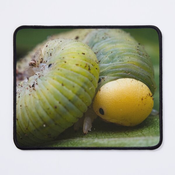 Item preview, Tawny Prominent Caterpillar designed and sold by AronsTinySafari.