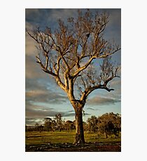 Aranda Bushland Nature Reserve (4) Photographic Print