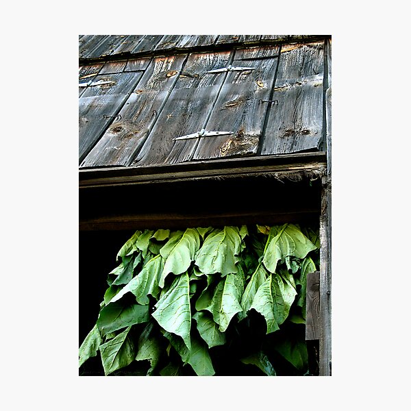 T-Harvest Photographic Print