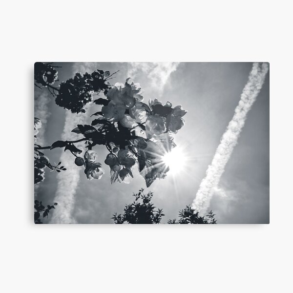 Sunhine Metal Print