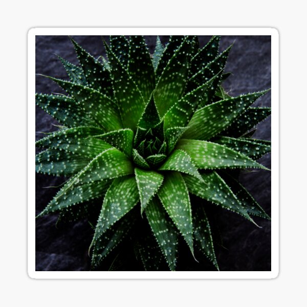 Succulent. Haworthia fasciata Sticker