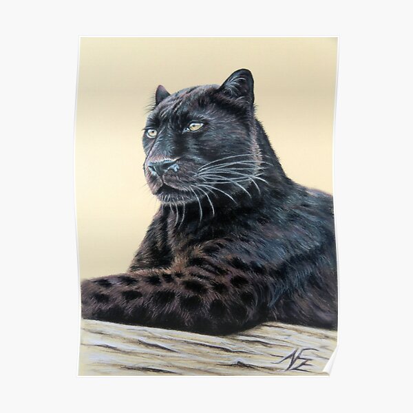 Black cougar black panther cb cat. black. | Poster