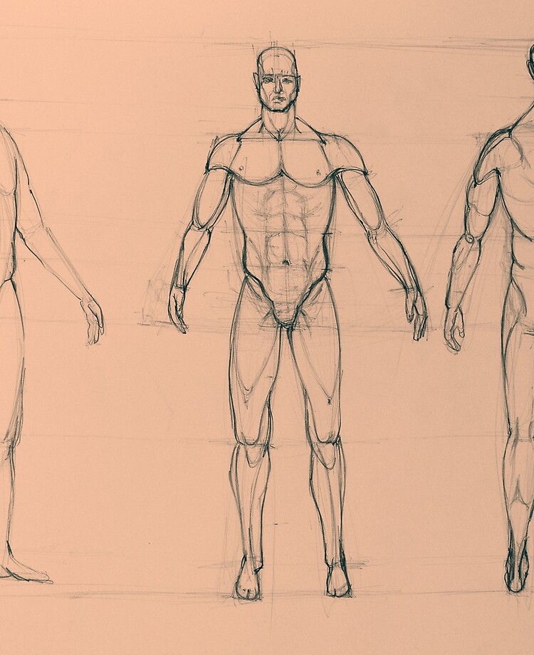 Drawing male and female bodies for a year. Day 3 : r/learntodraw
