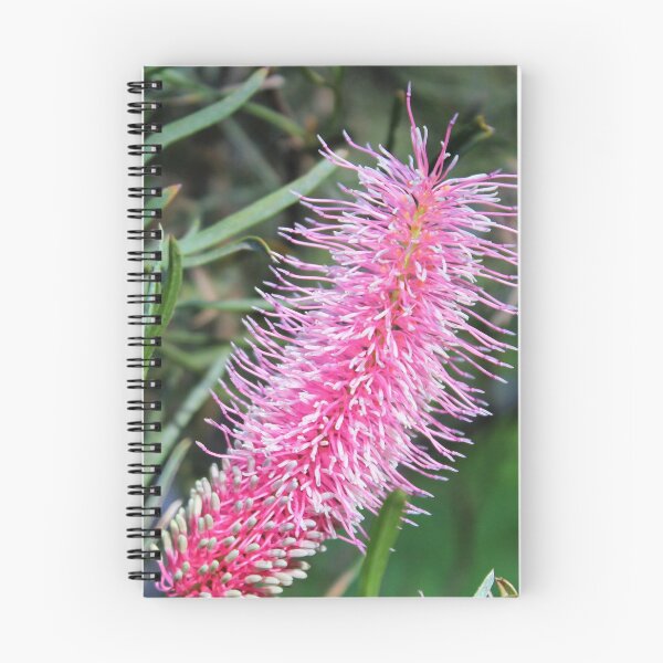 Item preview,  Petrophiloides - Western Australia Grevillea designed and sold by Lorraine Wilson.