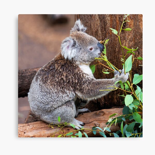 Koala Giclée Canvas Print - 8x8 - ShopZoo