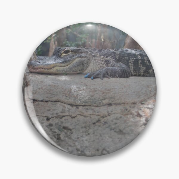 Item preview, Cute Gator Closeup at Tennessee Aquarium  designed and sold by Silver Sky by Janet.