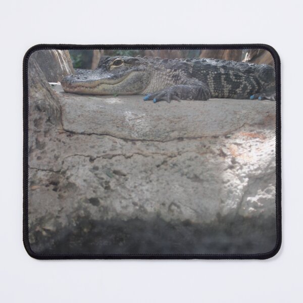 Item preview, Cute Gator Closeup at Tennessee Aquarium  designed and sold by Silver Sky by Janet.