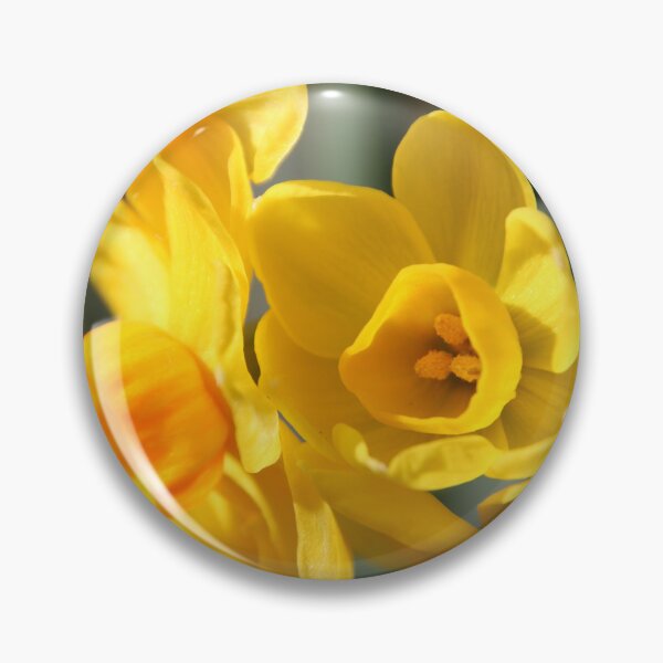 Item preview, yellow flower bulb Jonguil designed and sold by Lauren Elizabeth Photograhy AU.