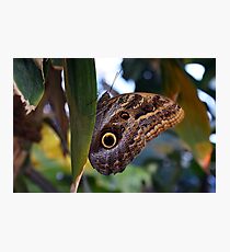 Beautiful natural background with colorful brown butterfly Photographic Print