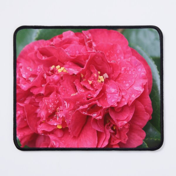 Item preview, Red Pink Camellia designed and sold by Lauren Elizabeth Photograhy AU.