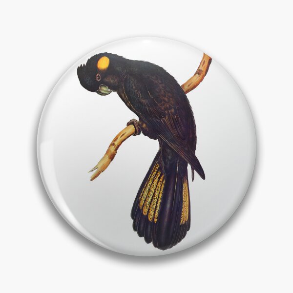 Artikelvorschau, Gelbschwanz-Rabenkakadu – Vintage-Illustration – John Gould entworfen und verkauft von karwilberevivalcollection.