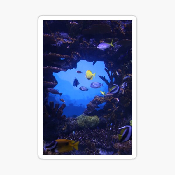 Artikel-Vorschau von Tropischer Fisch im Tennessee Aquarium, designt und verkauft von Silver Sky by Janet.