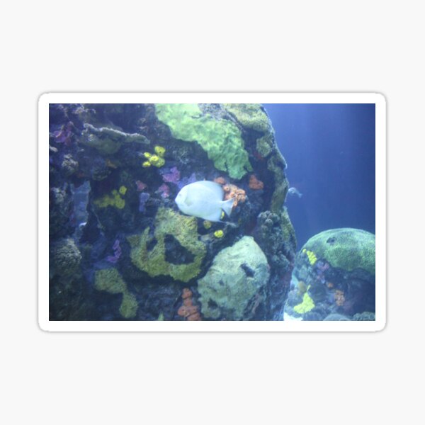 Artikel-Vorschau von Fischen Sie im Riff im Tennessee Aquarium, designt und verkauft von Silver Sky by Janet.