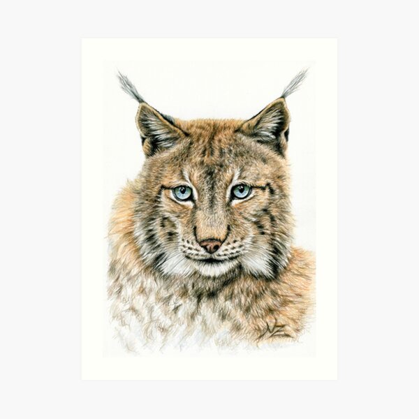 Kunstdrucke Luchs Redbubble