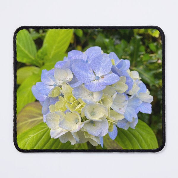 Item preview, Blue and Yellow Hydrangea Flowers designed and sold by Sinemathk.