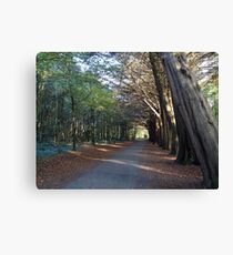 Irish forest Canvas Print