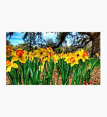The Flower Forest Photographic Print