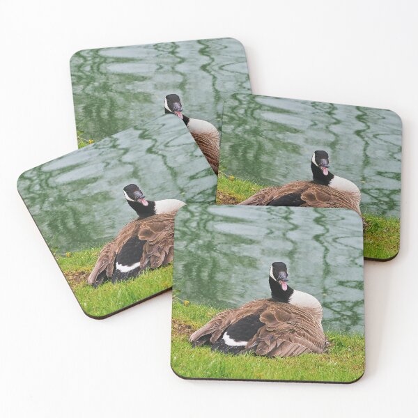 Item preview, An Angry Female Canada Goose On Her Nest - Wild Canada Goose Bird designed and sold by BackyardBirder.