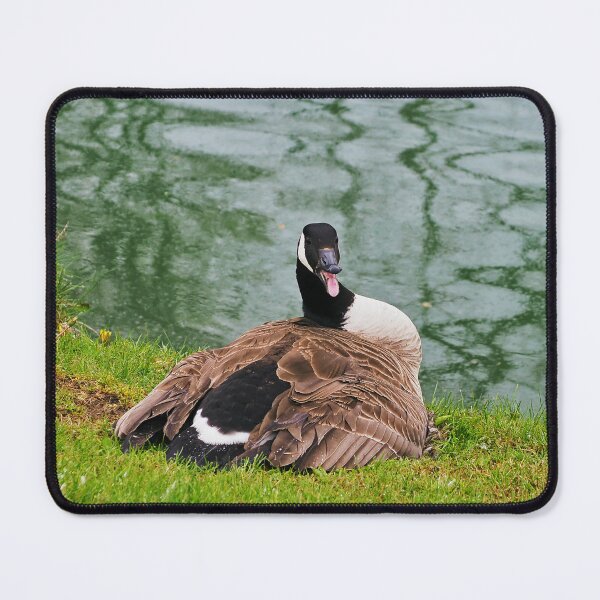 Item preview, An Angry Female Canada Goose On Her Nest - Wild Canada Goose Bird designed and sold by BackyardBirder.