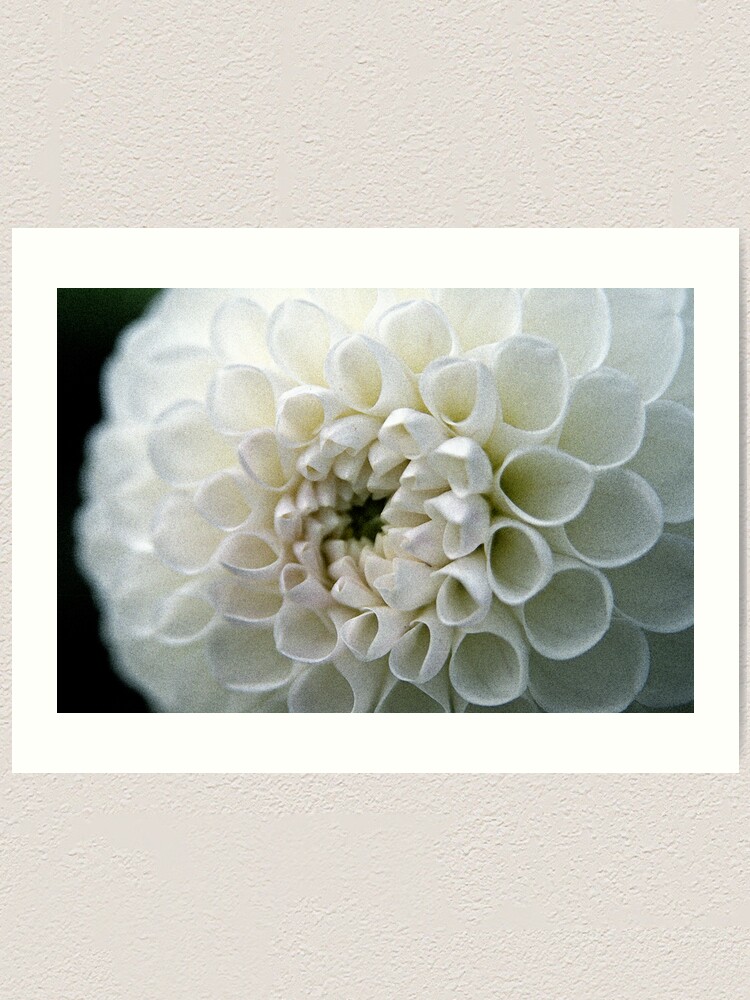 Alternate view of Dahlia in white Art Print