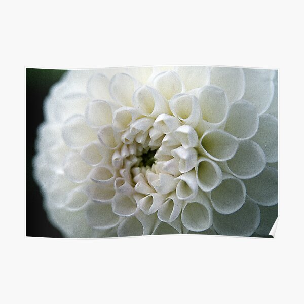 Dahlia in white Poster
