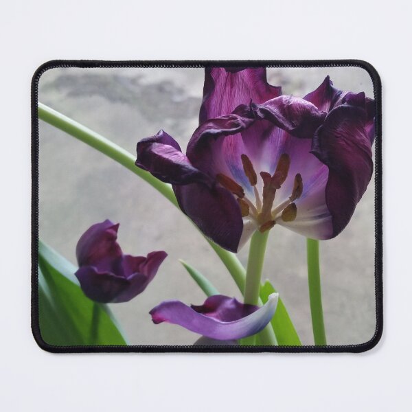 Item preview, Purple tulip in abscission (dropping petals) designed and sold by DigitalEurydice.