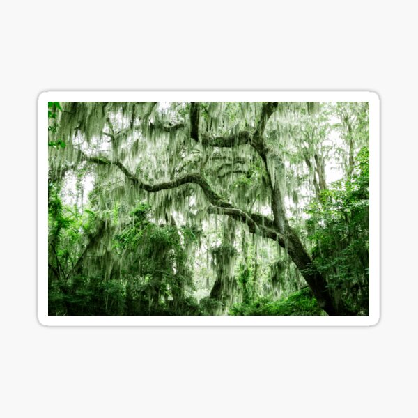 Item preview, Spanish Moss on Trees designed and sold by Leslie Banks.