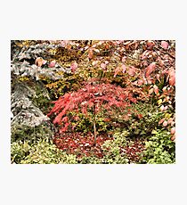Colors of Fall Photographic Print