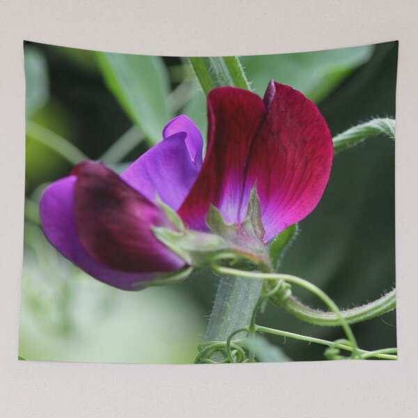 Item preview, Sweet Pea designed and sold by cuprum.