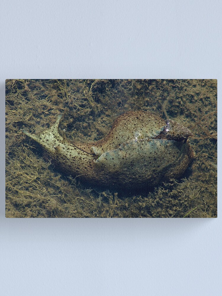 Alternate view of Sea hare Canvas Print