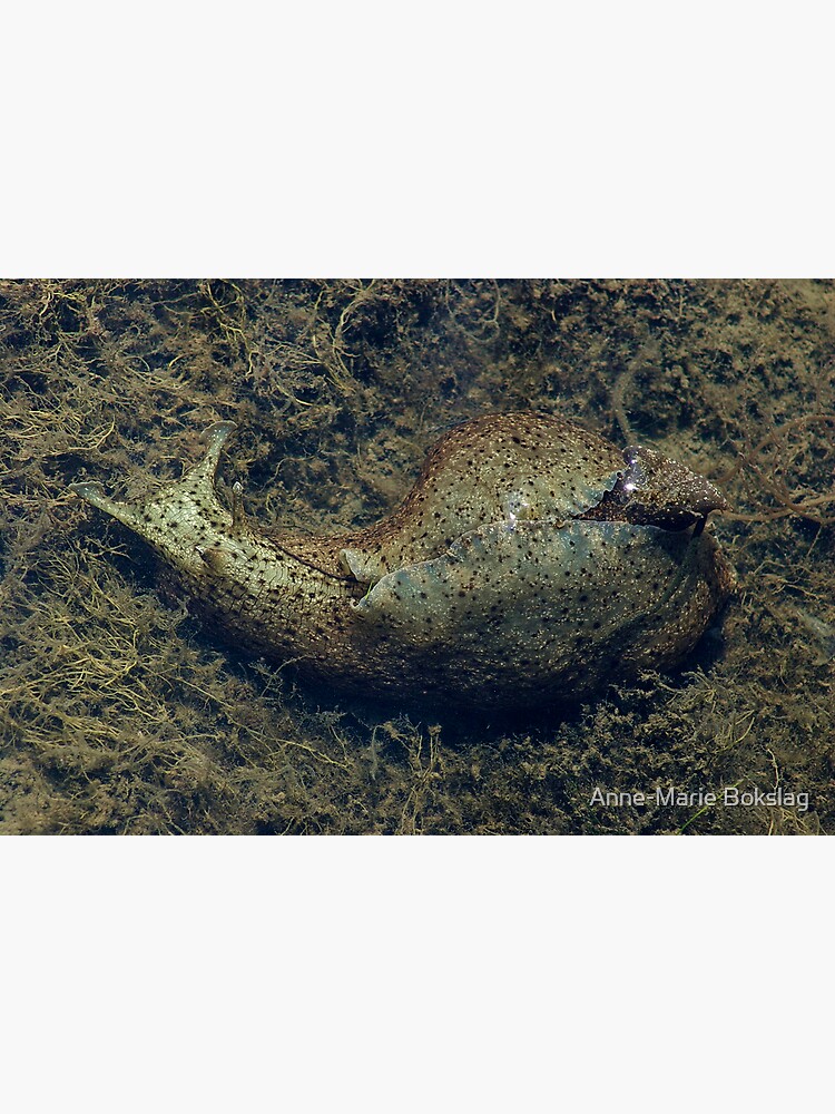 Sea hare by amb1946