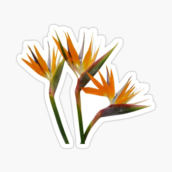 Regalos y productos: Flor De Ave Del Para%c3%adso | Redbubble