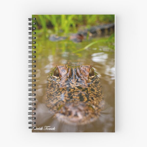 Aperçu de l'œuvre Alligator dans le marais créée et vendue par BowToe.